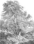Old Oak Tree